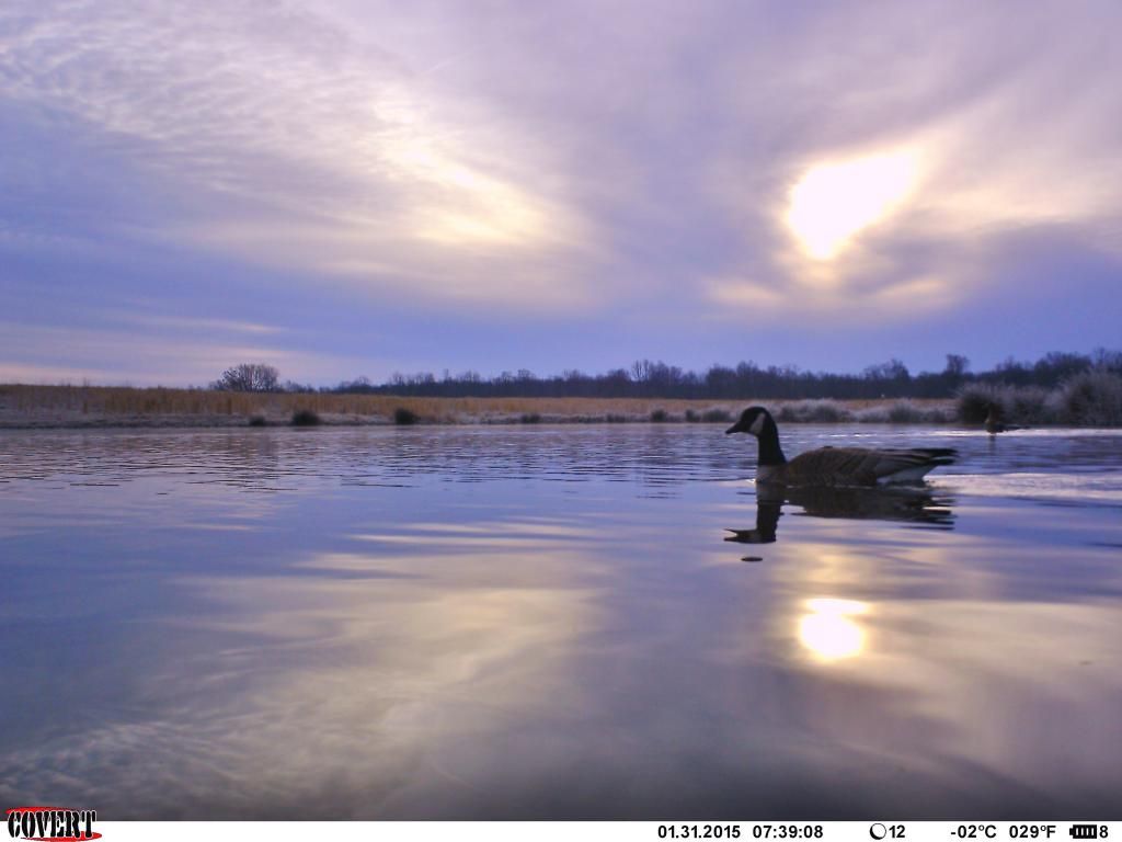 Chasing Waterfowl With A Trail Camera … Waterfowl Hunting Ducks